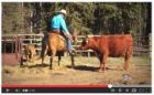 Watch Hugh and Lucky the Wonder Horse in this new video for Tourism Kamloops!